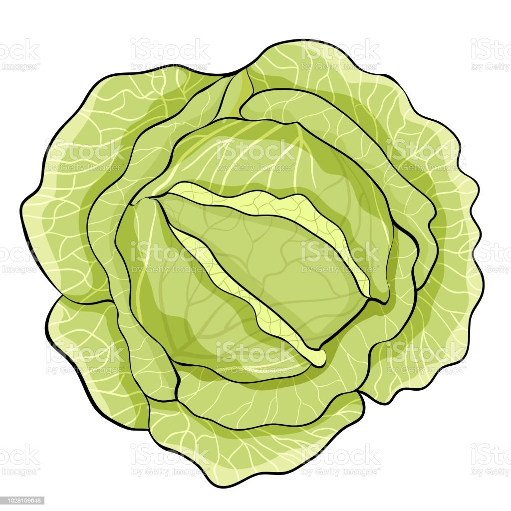 Мультяшная капуста Векторная