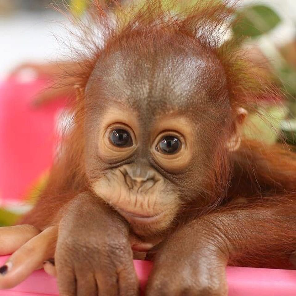 Маленькие обезьянки фото