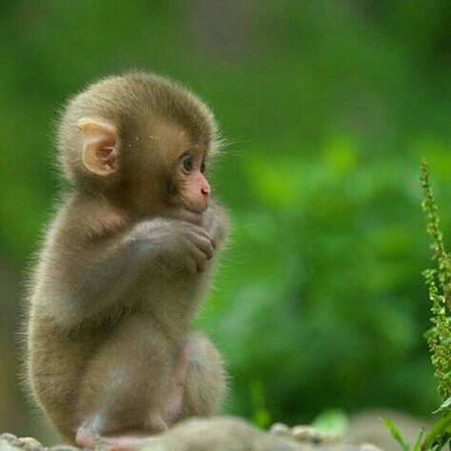 Обезьянка с цветами