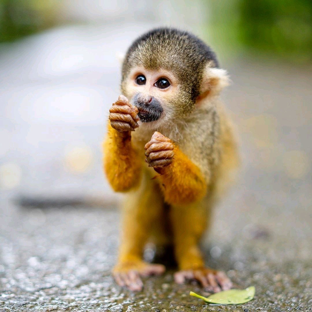 Мокрая обезьянка