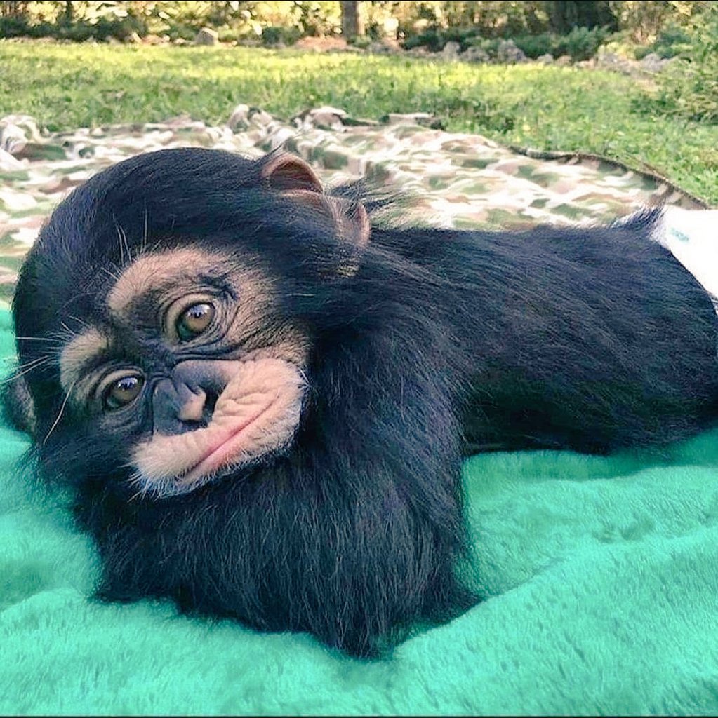 Голубоглазая обезьяна