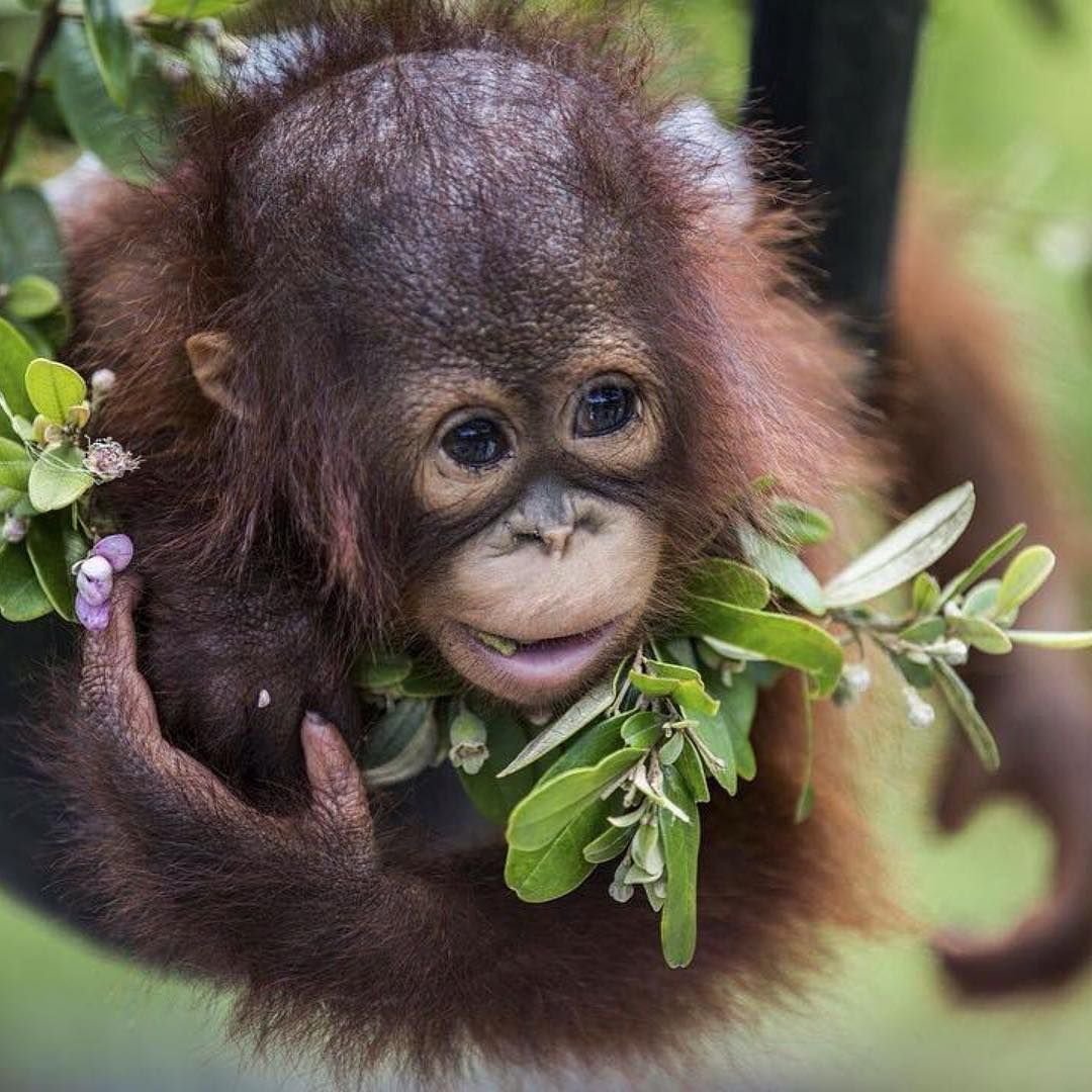 Обезьяна Юля