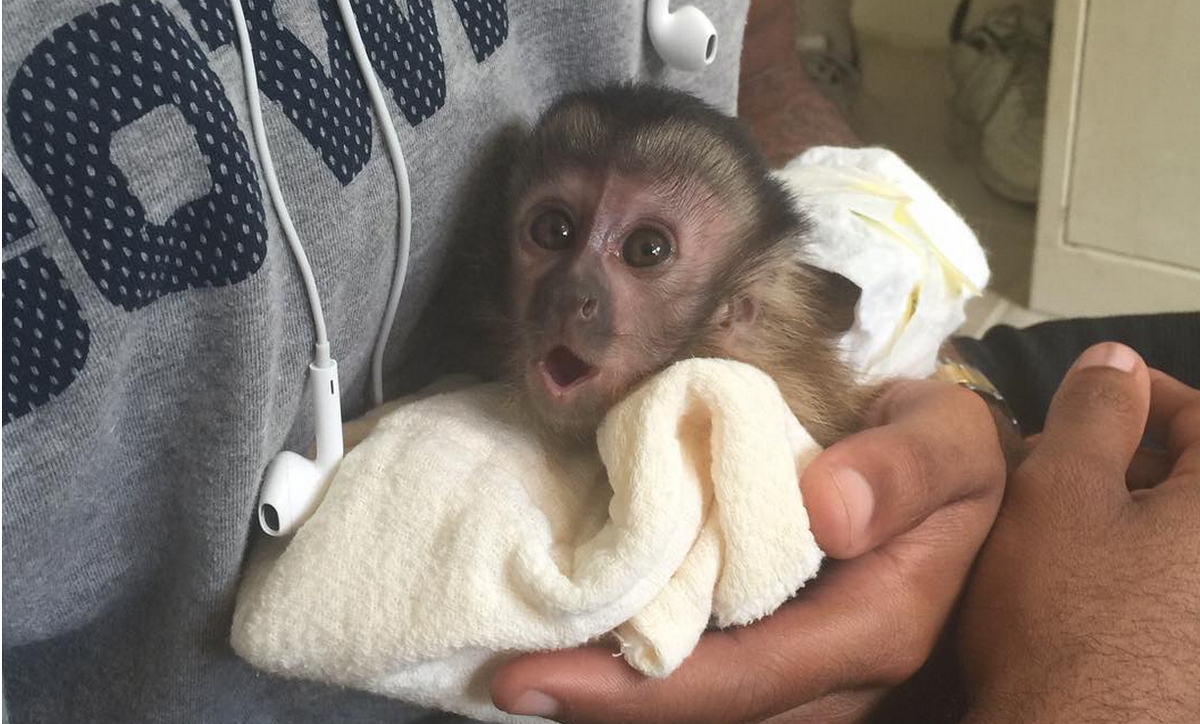 Сделать обзор обезьянки