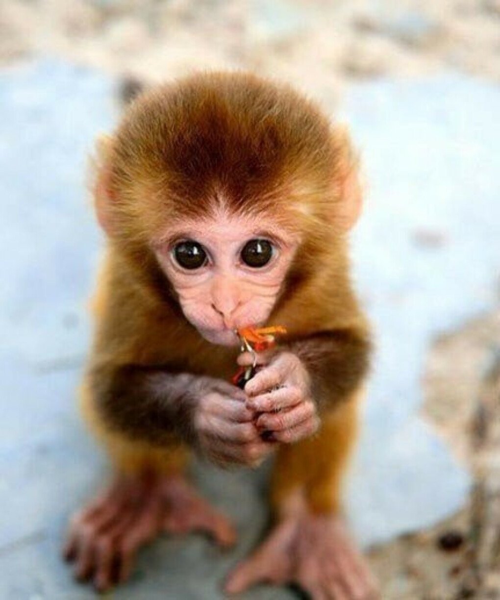 Накрашенная обезьянка