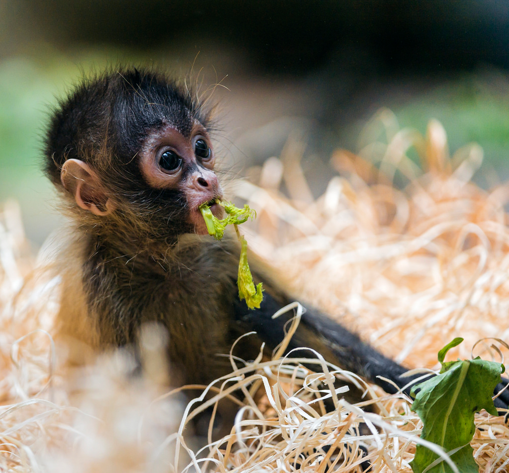 Обезьянка с чубчиком