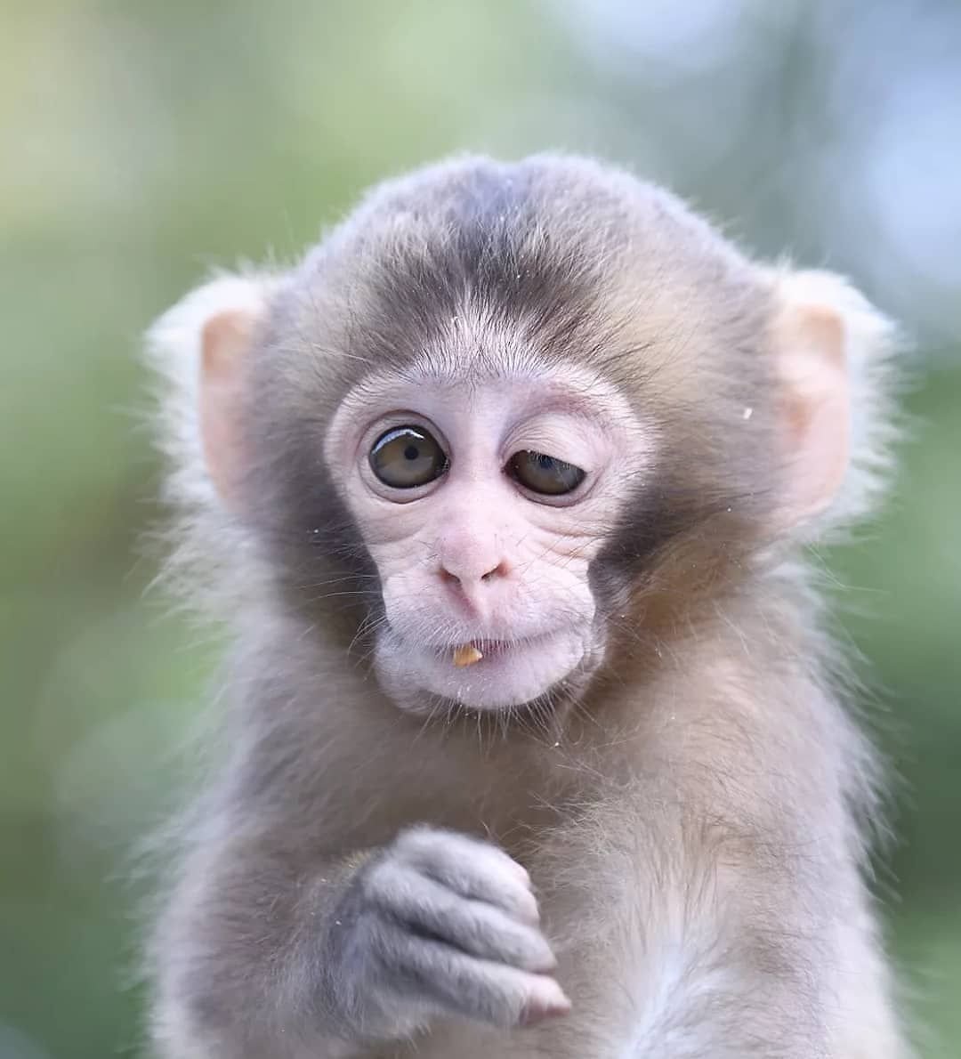 Обезьянка Джимми