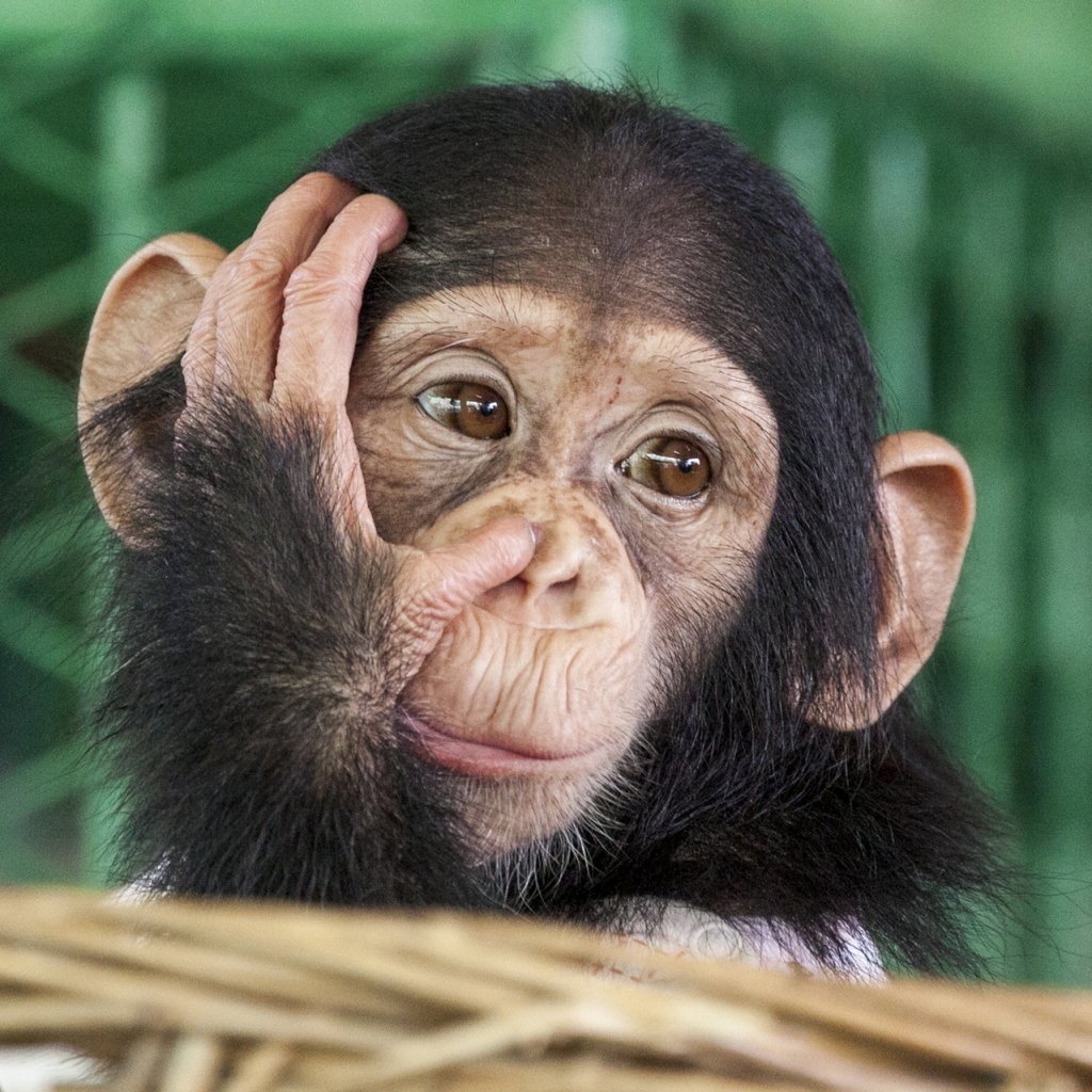 Яванская макака малыш