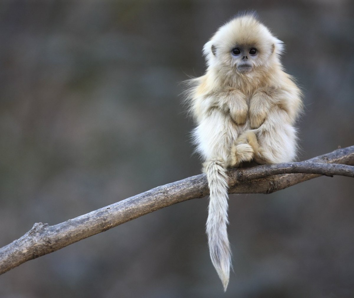 Милая обезьянка