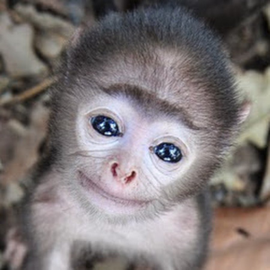 Обезьянки милые влюбленные