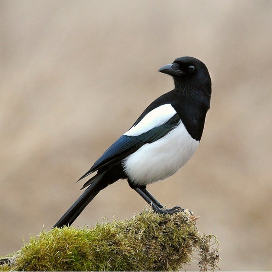 Сорока обыкновенная