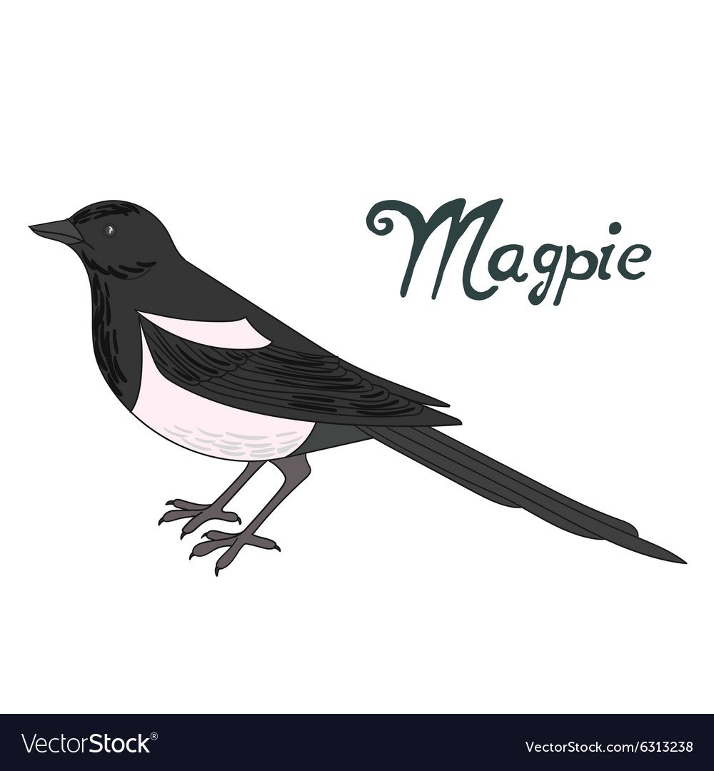 Сорока векторный рисунок