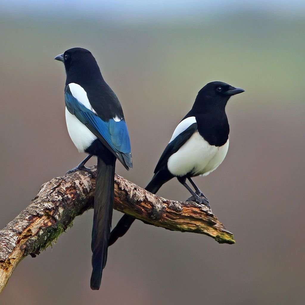 Калифорнийская сорока