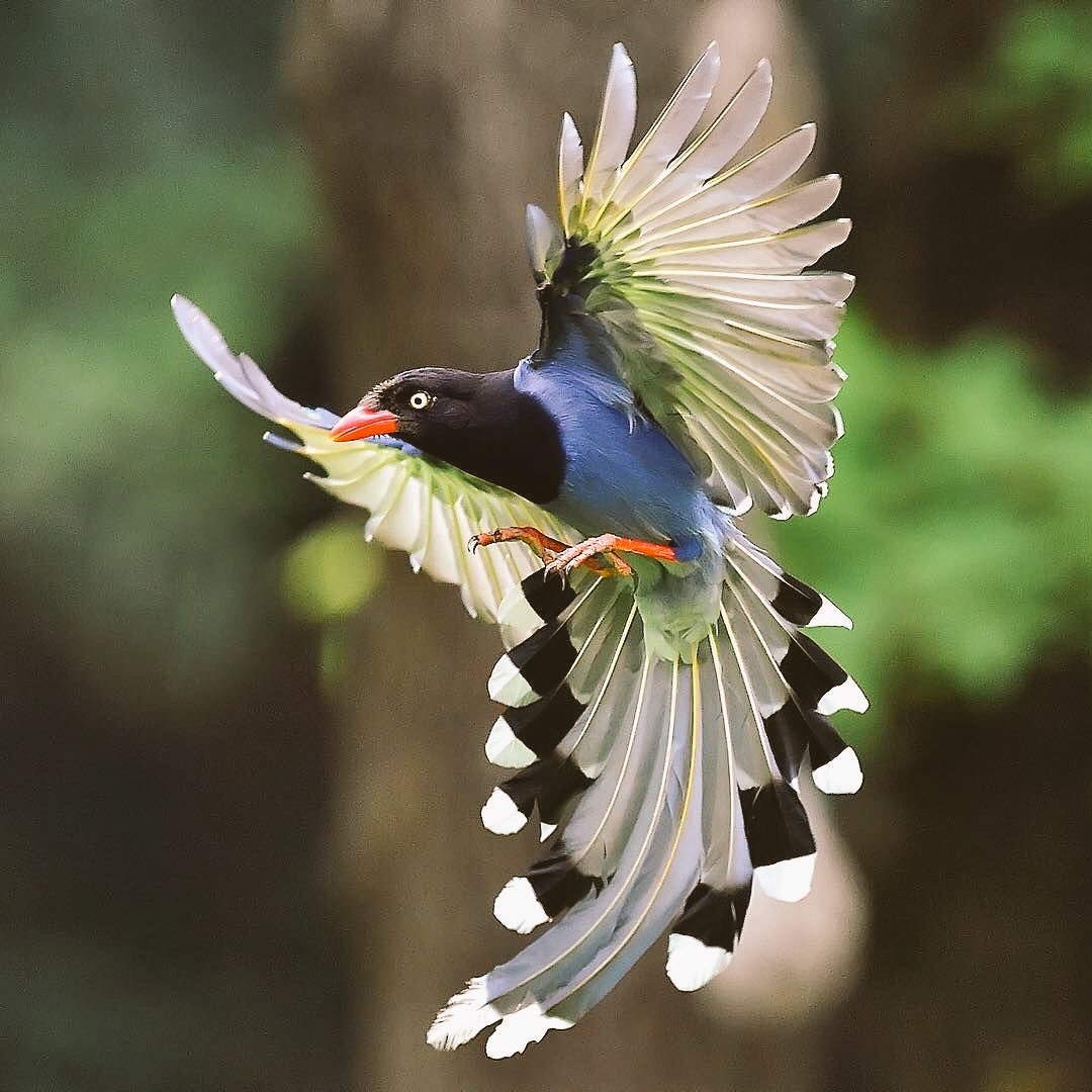 Тайваньская толстоклювая Лазоревая сорока