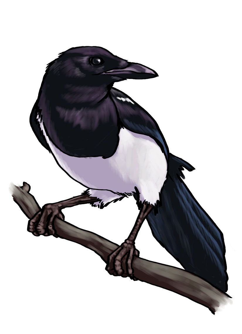 Сорока для детей