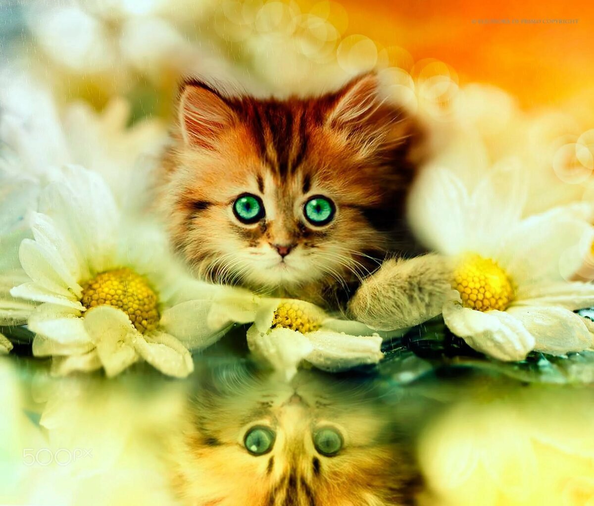 Открытки с котятами