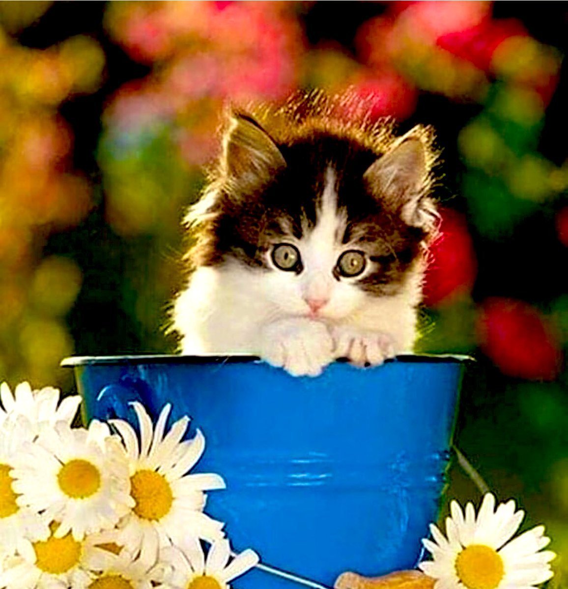 Хорошего настроения котята