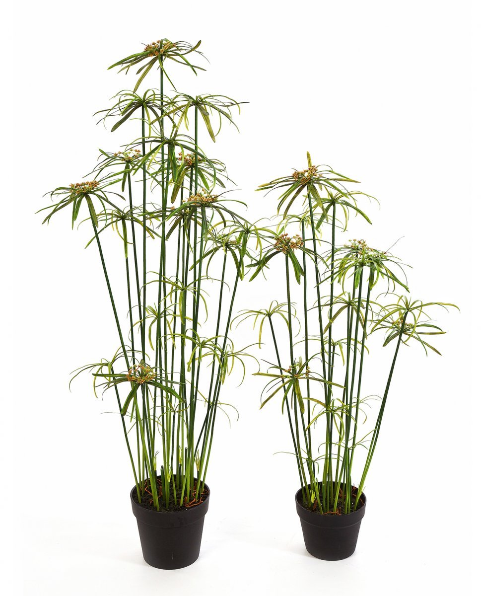 Росток папируса