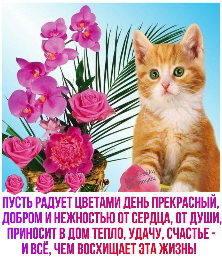 Доброе утро котенок