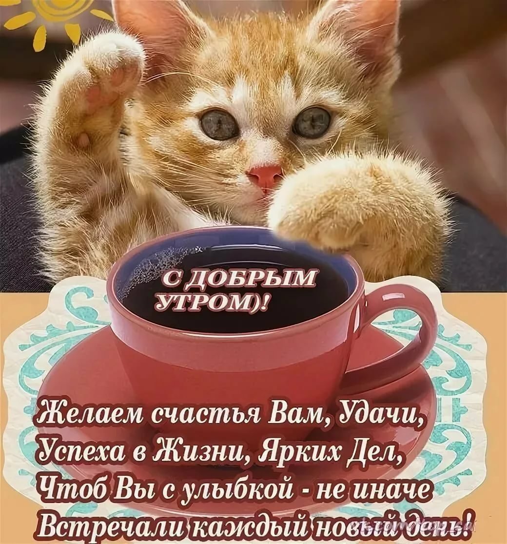 Чудесные котики