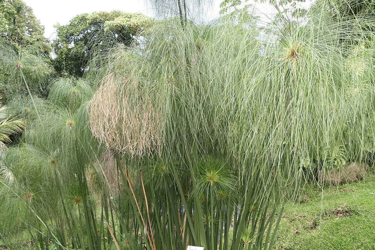 Тростник Папирус на берегах Нила