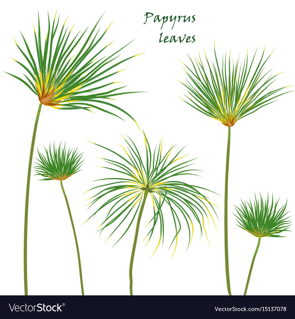 Папирус растение