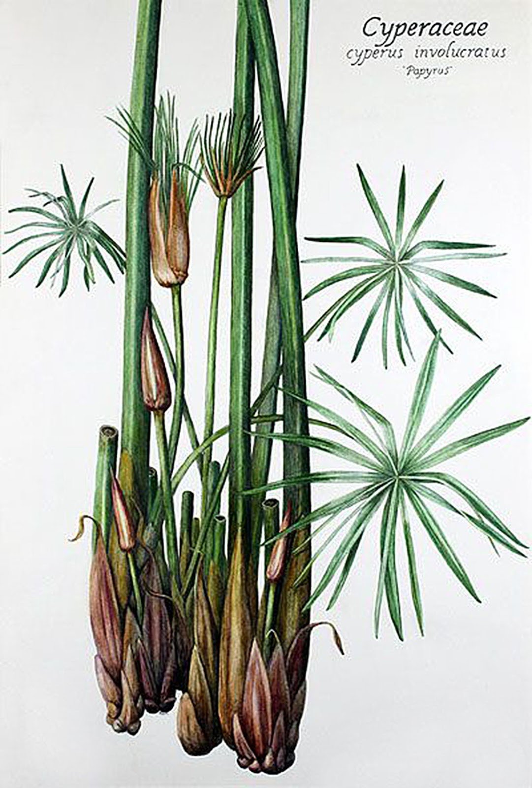 Нильский тростник Папирус