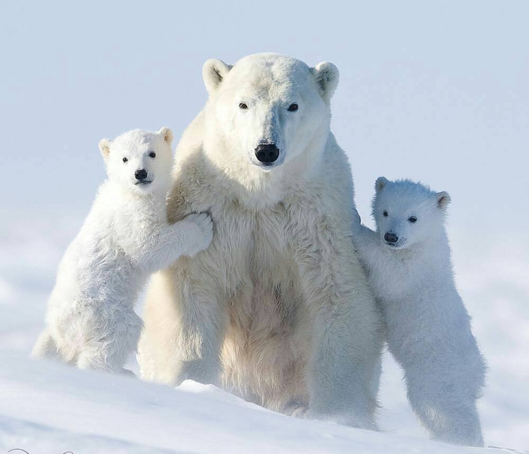 Семья белых медведей