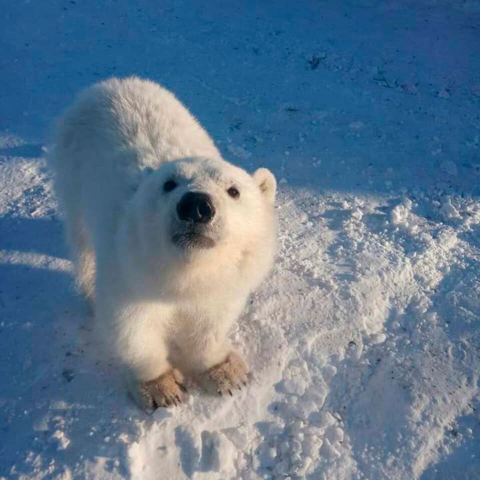 Мишка на севере картинка