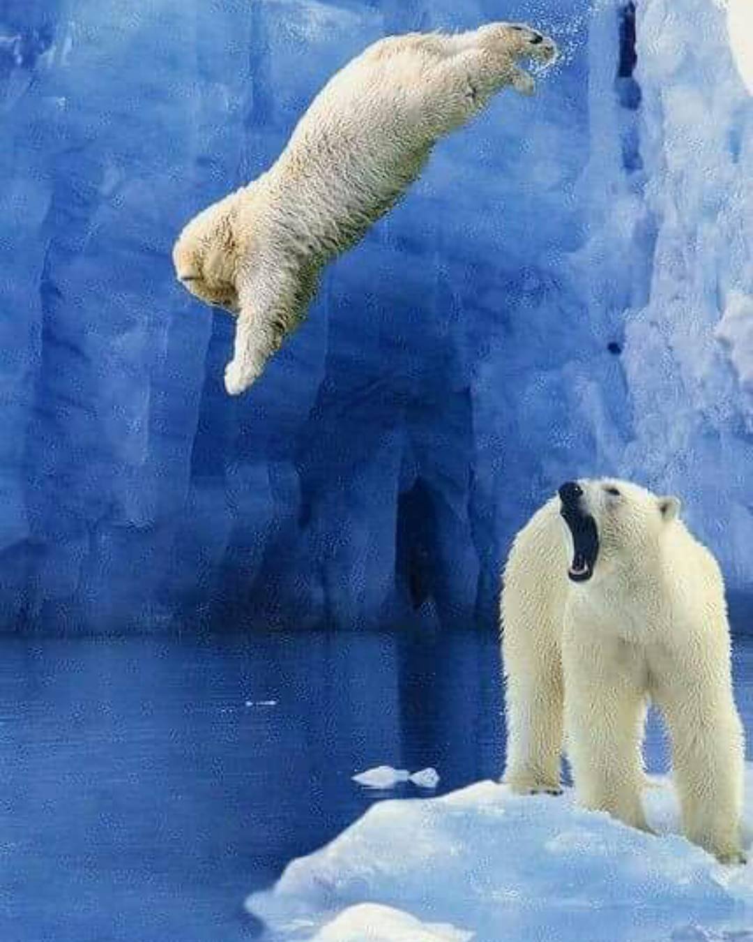 Медведь на льдине иллюстрация