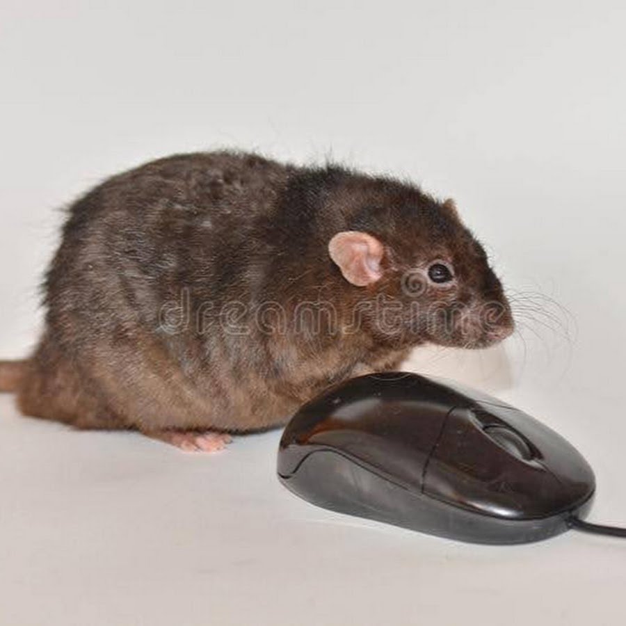 Привычки всех мышь крыс