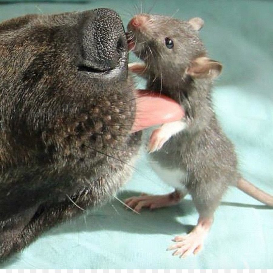 Две Веселые крысы