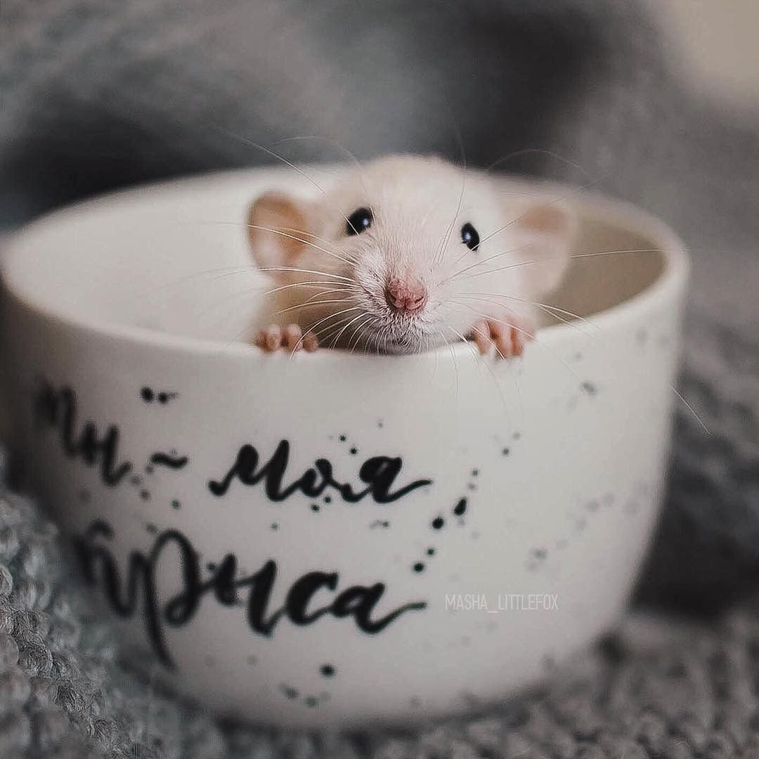 Крысы милота