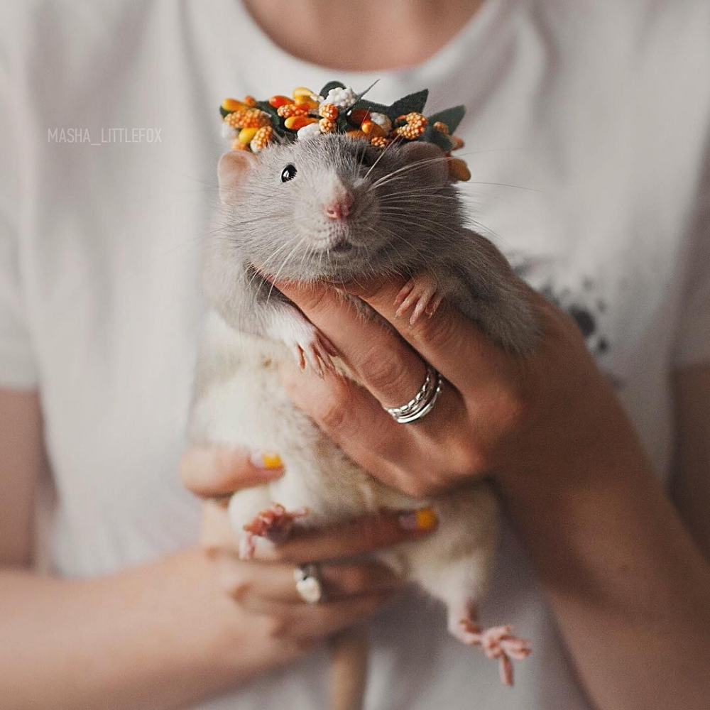 Крысы Эстетика