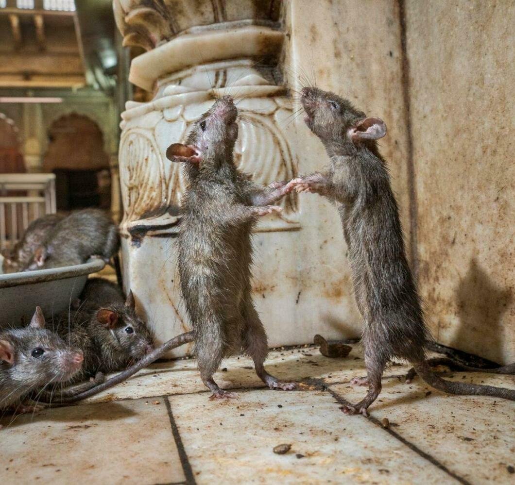 Крыса помойная смешная