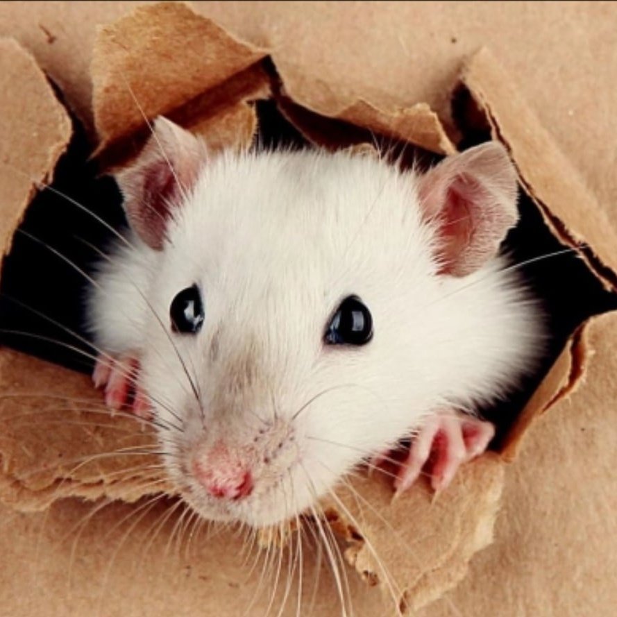 Дырявая мышь