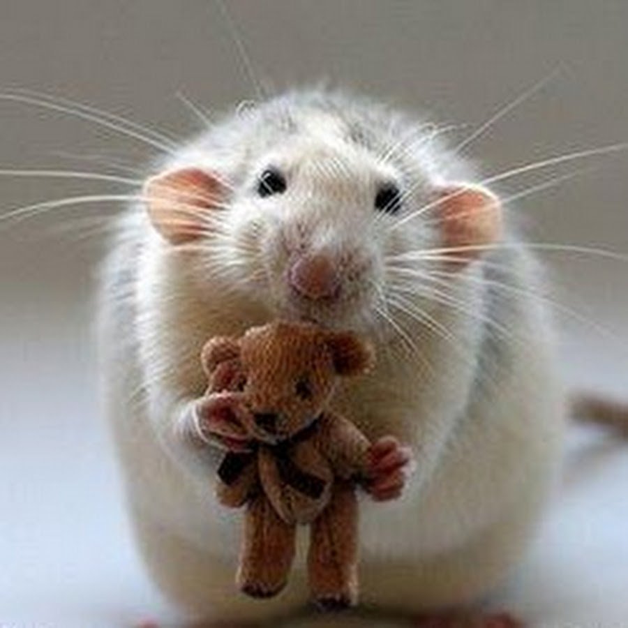 Mouse funny pics meme