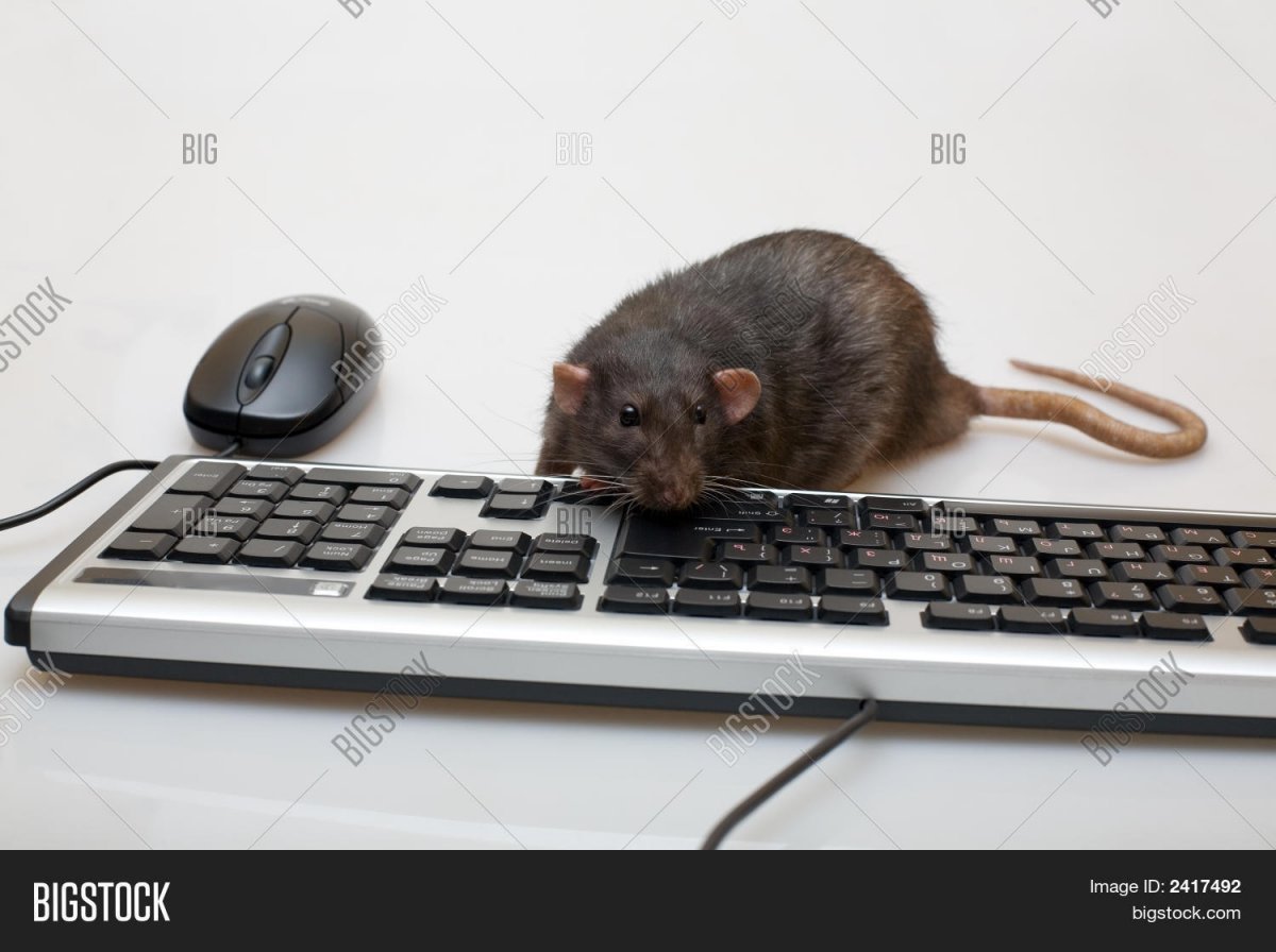 Мышь за компьютером