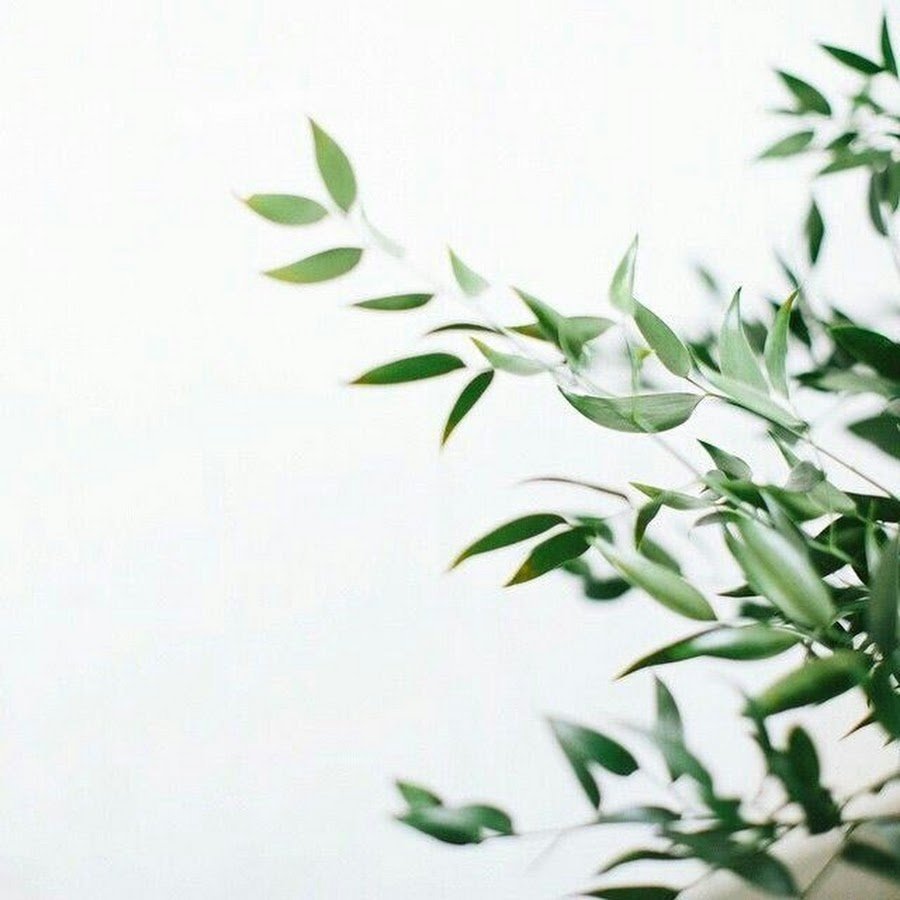 Зелень Эстетика