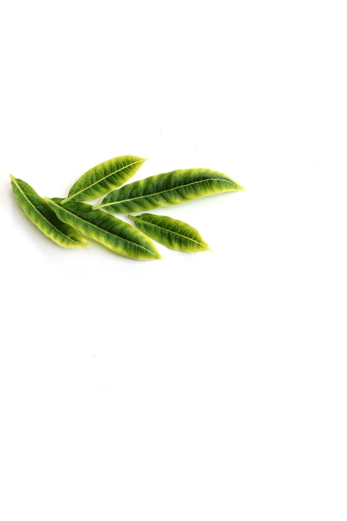 Зеленые листья на белом фоне