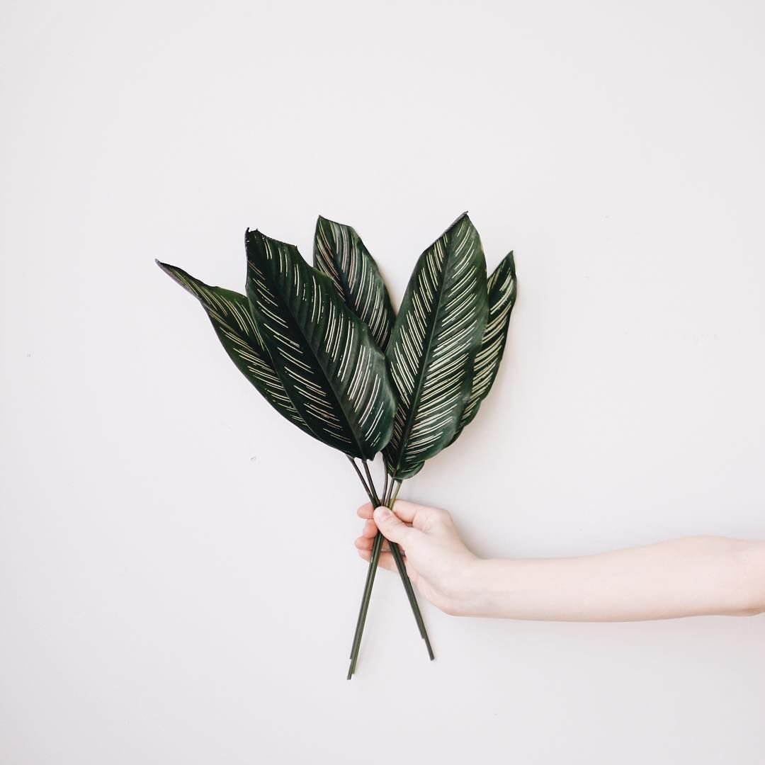 Зелень Минимализм