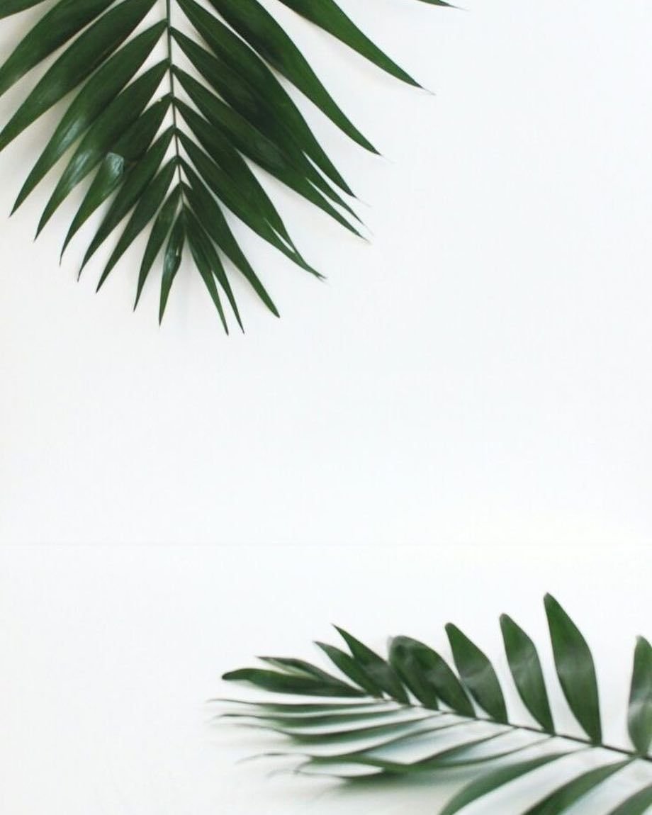 Листья пальмы для инстаграмма