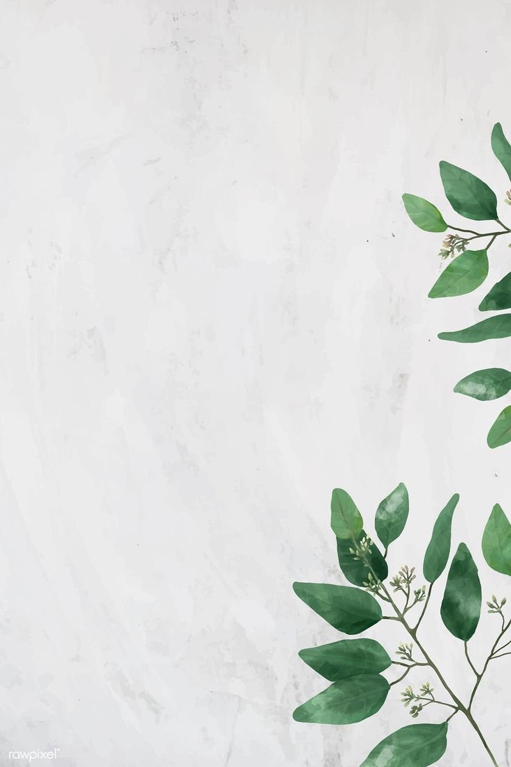 Эвкалипт Эстетика