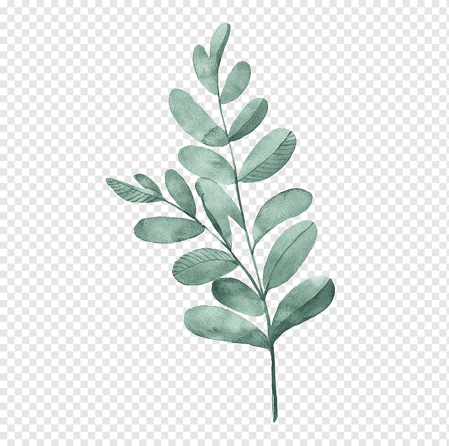 Зеленые листья на белом фоне