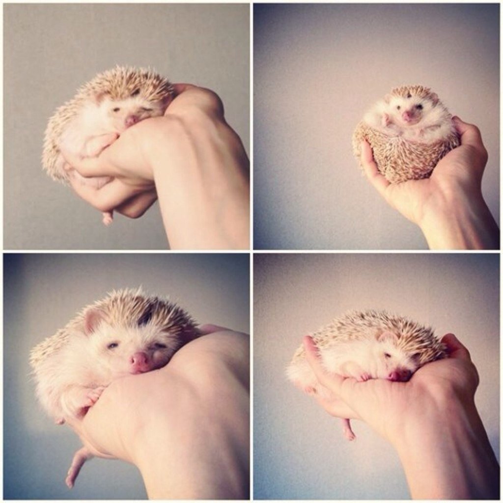 Ежики коллаж