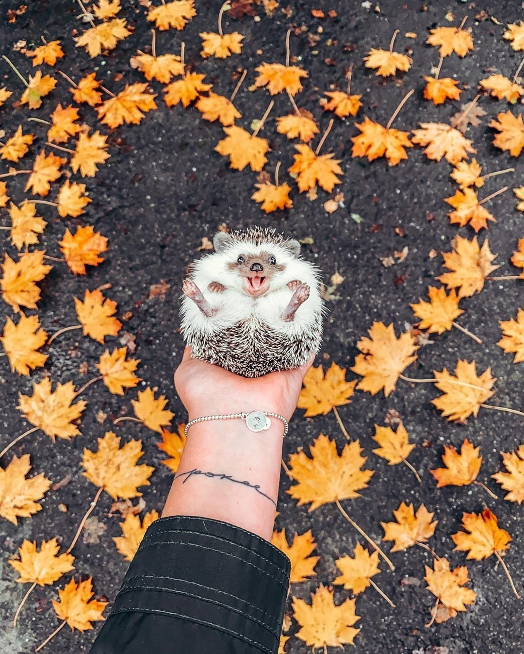 Радостный Ежик