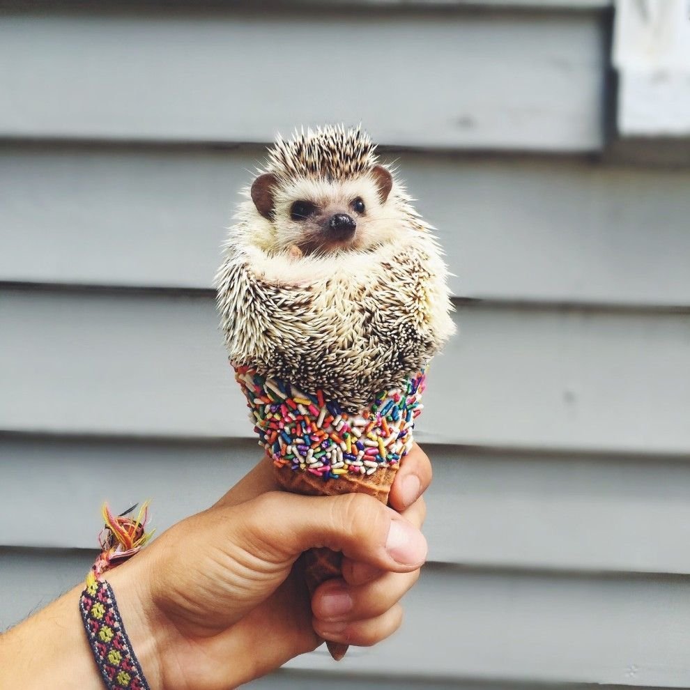 Мороженое Ежик