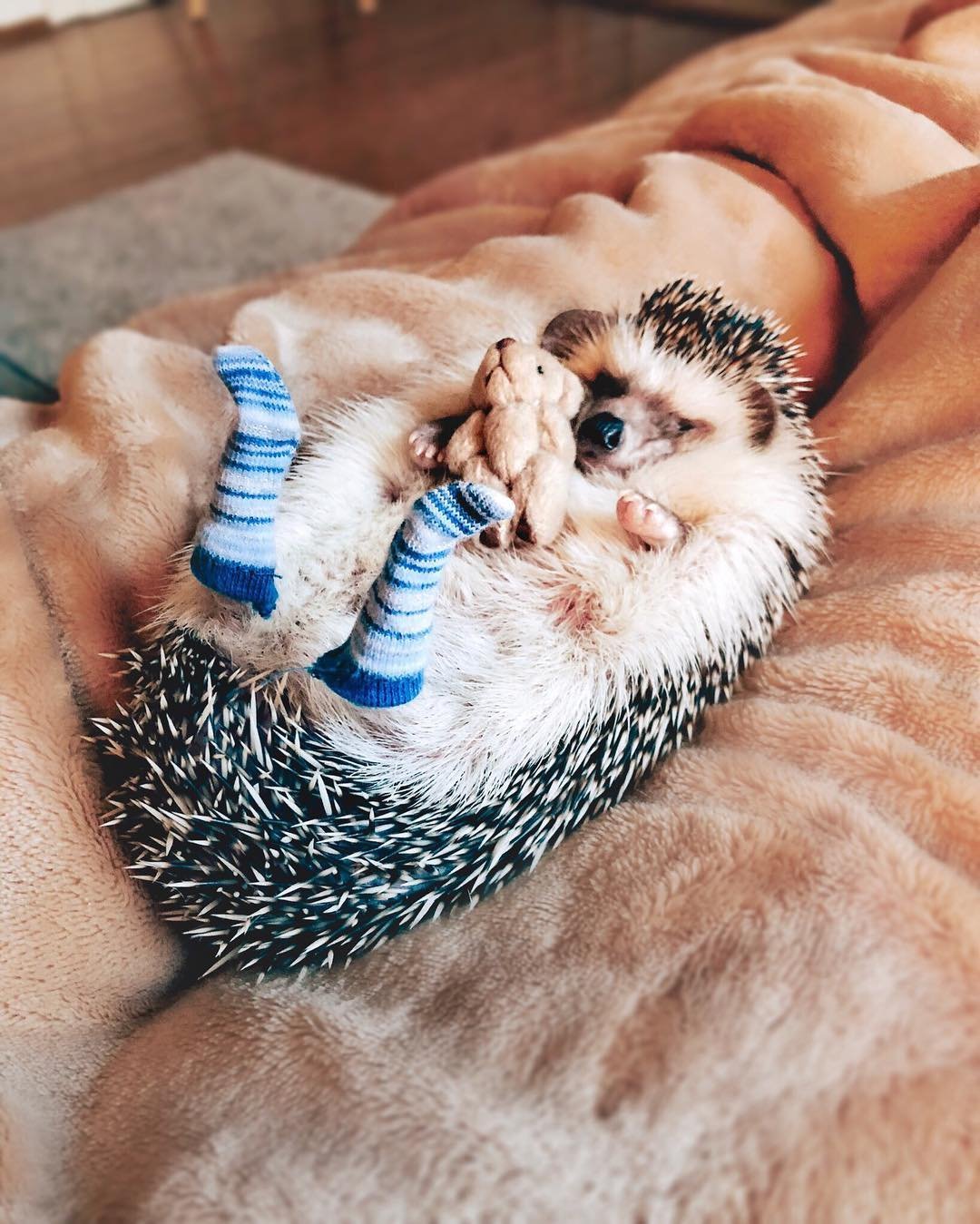 Ежик в носочках