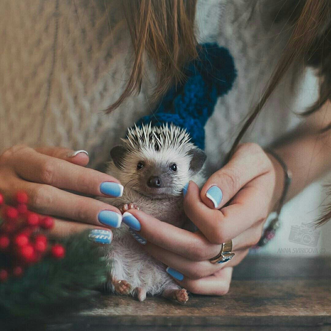 Ежик в руках