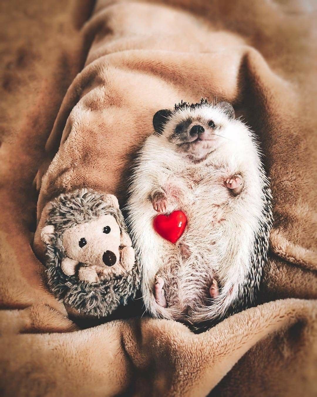 Поцелуй ежика