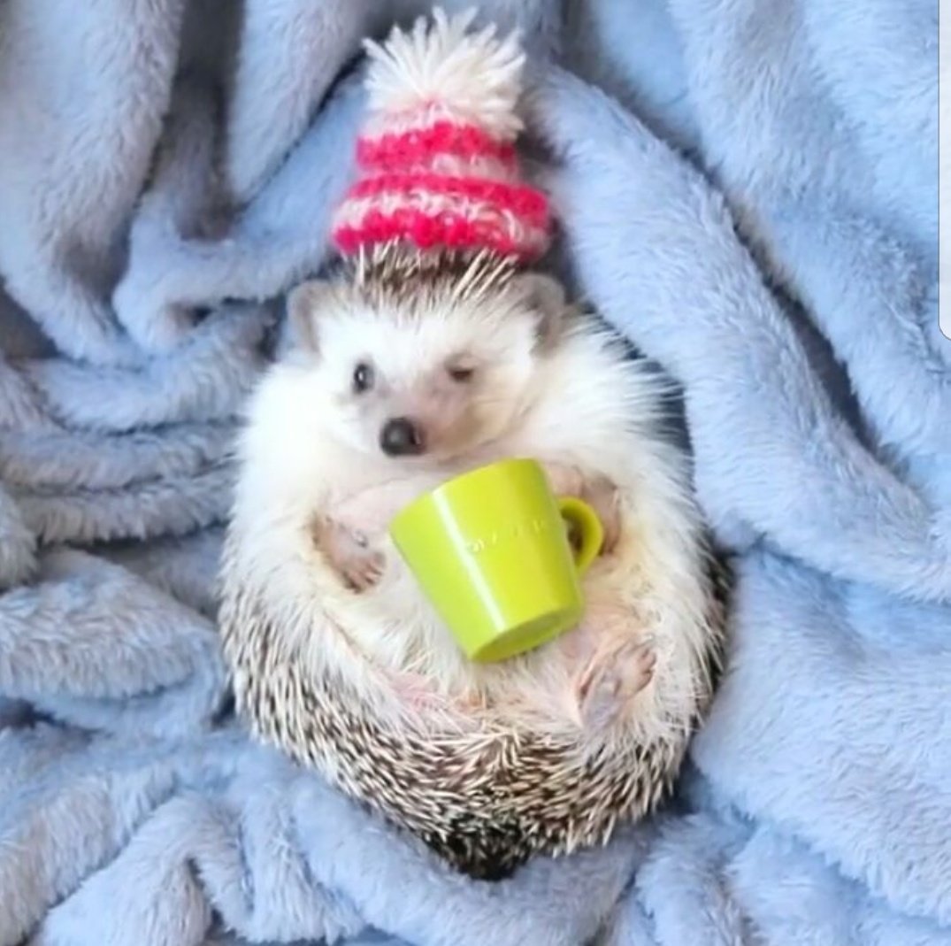 Милый Ежик в шапочке